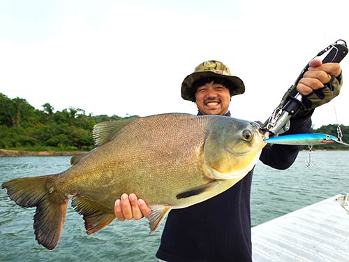 ブラジル、シングー川にて。ペーシュ・カショーロ(いずれ紹介するアマゾンの怪魚)を狙ってカウントダウンマグナム(ラパラ)を投げていたら、強烈な引き味の魚がかかった! これはカショーロではないぞ…と思っていたら、上がってきたのはなんと大きなタンバッキー(パクーの一種)。その瞬間、普段はランディングを手伝わないボートパイロットが目の色を変えて獲物の尻尾を掴み、ボートに引き上げた。美味いのを知っているのだ。ちなみに、ルアーで釣れることは稀である