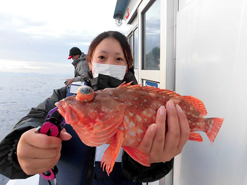 早速良型のウッカリカサゴが釣れた!