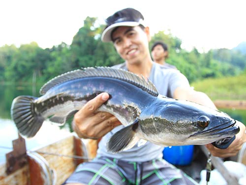 タイのカオレムダムにて、ガイドのジャクリットがタイ式フロッグで釣ったシャドー