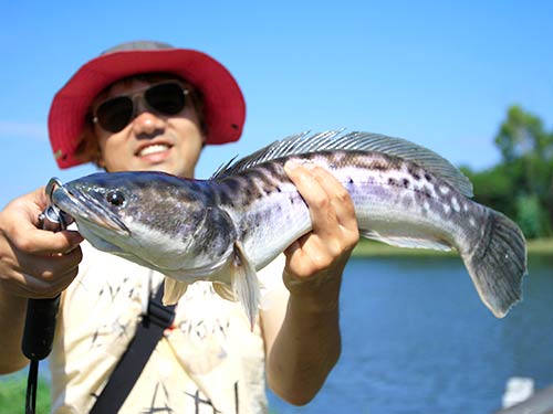 タイの釣り堀(パイロット111)にて、語り部がバイブレーションの速巻きで釣ったシャドー。発色が弱々しい…