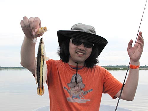 稚魚は真っ赤で、若魚はボディのセンターにオレンジ色の太いバンドが横切る。成魚になると鮮やかなターコイズブルーや虹色のような色彩で見る者を楽しませてくれる