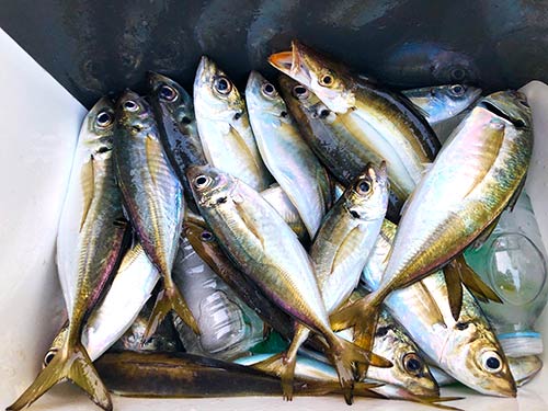 いい感じの釣果。アジのほかカマスも入っている。これだけアジがいれば、骨せんべいの争奪戦も安心だ。カルシウムたっぷりの骨せんべいは、ビールのつまみにはもちろん、子どものおやつにも人気がある。だからこそアジの釣果は多いほうがいい