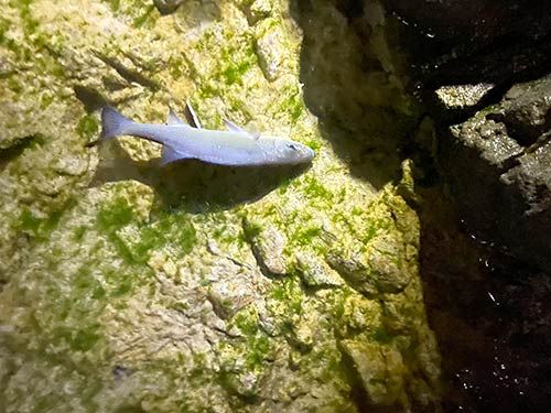 待望の魚が!!!
