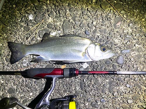 銀ピカのヒラセイゴは、美しい魚体