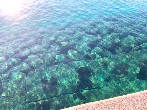 土佐清水の海は透明度が高く、珊瑚がたくさん海底に見える