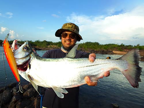 シングー川で釣ったカショーロ。ルアーはフローティングマグナム(ラパラ)。魚体のサイズの割に、大きなルアーにも恐れずに喰らいついてくる