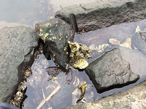 カキガラに根掛かりする