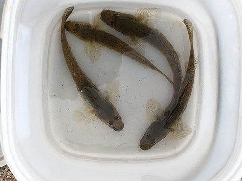 15~17cm