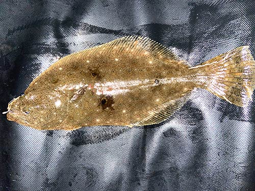 ソゲ(ヒラメの若魚)