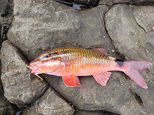 沖縄周辺に多いオジサン。変な名前の魚をGET