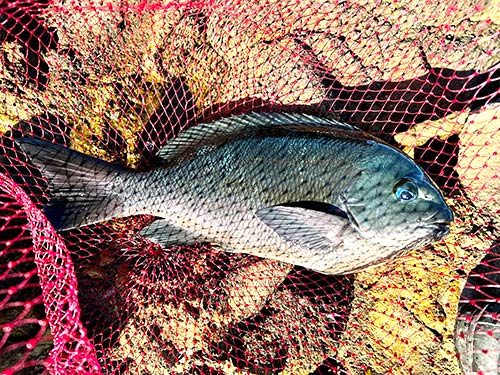 心地よい引きを味合わせてくれた42cmのクチブトメジナ
