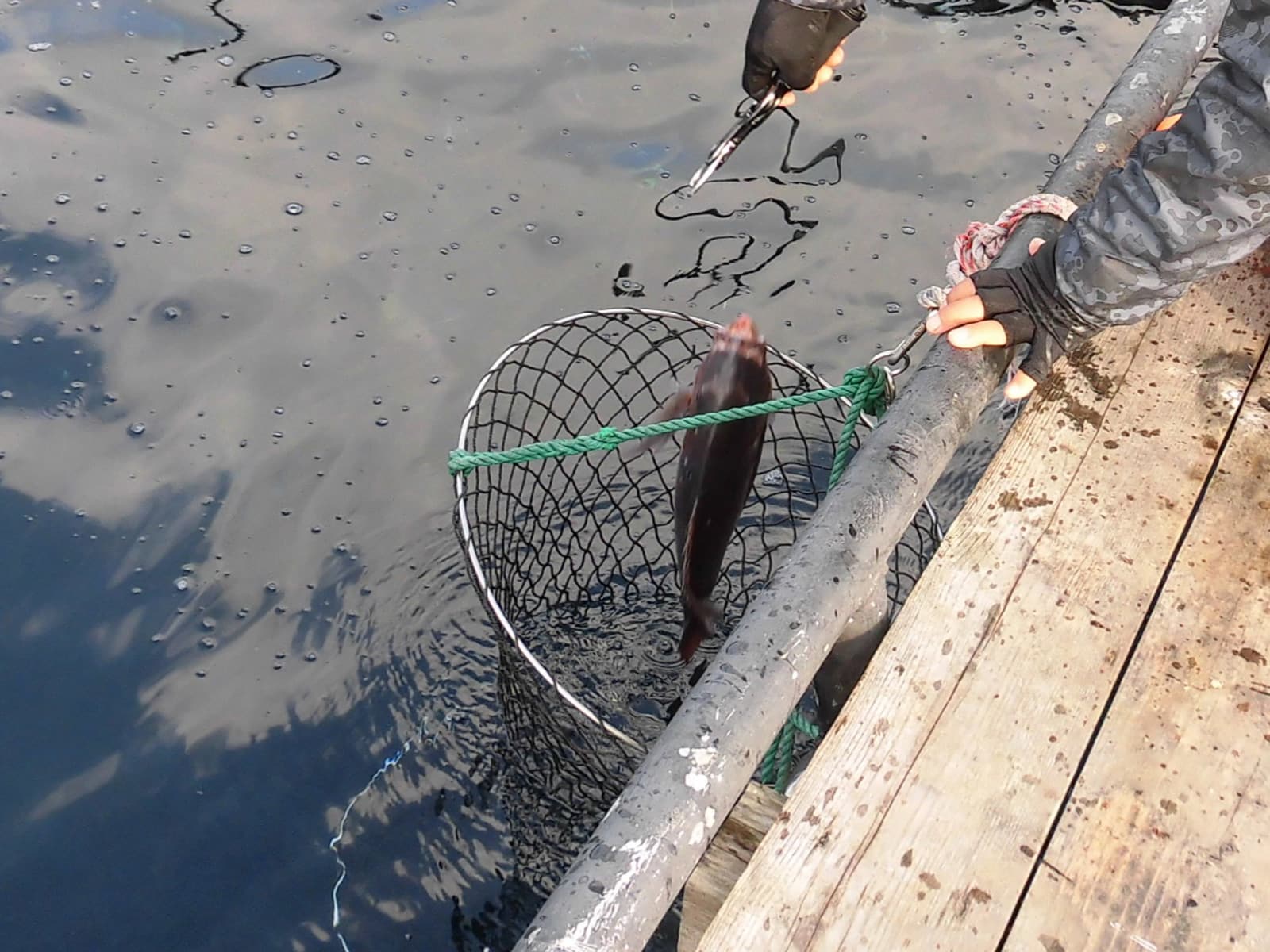 釣れた魚はスカリに入れて活かしておく