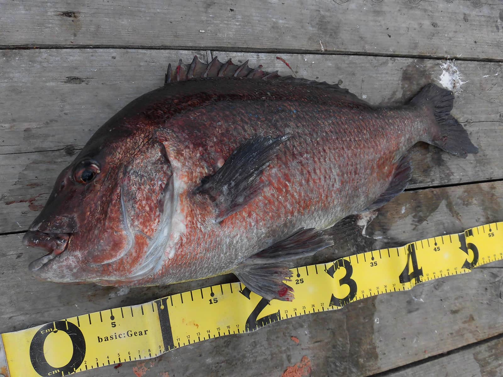 取り込まれたのは3kg級のマダイ!磯や船で釣り込んだ人がハマるのもナルホド頷ける…