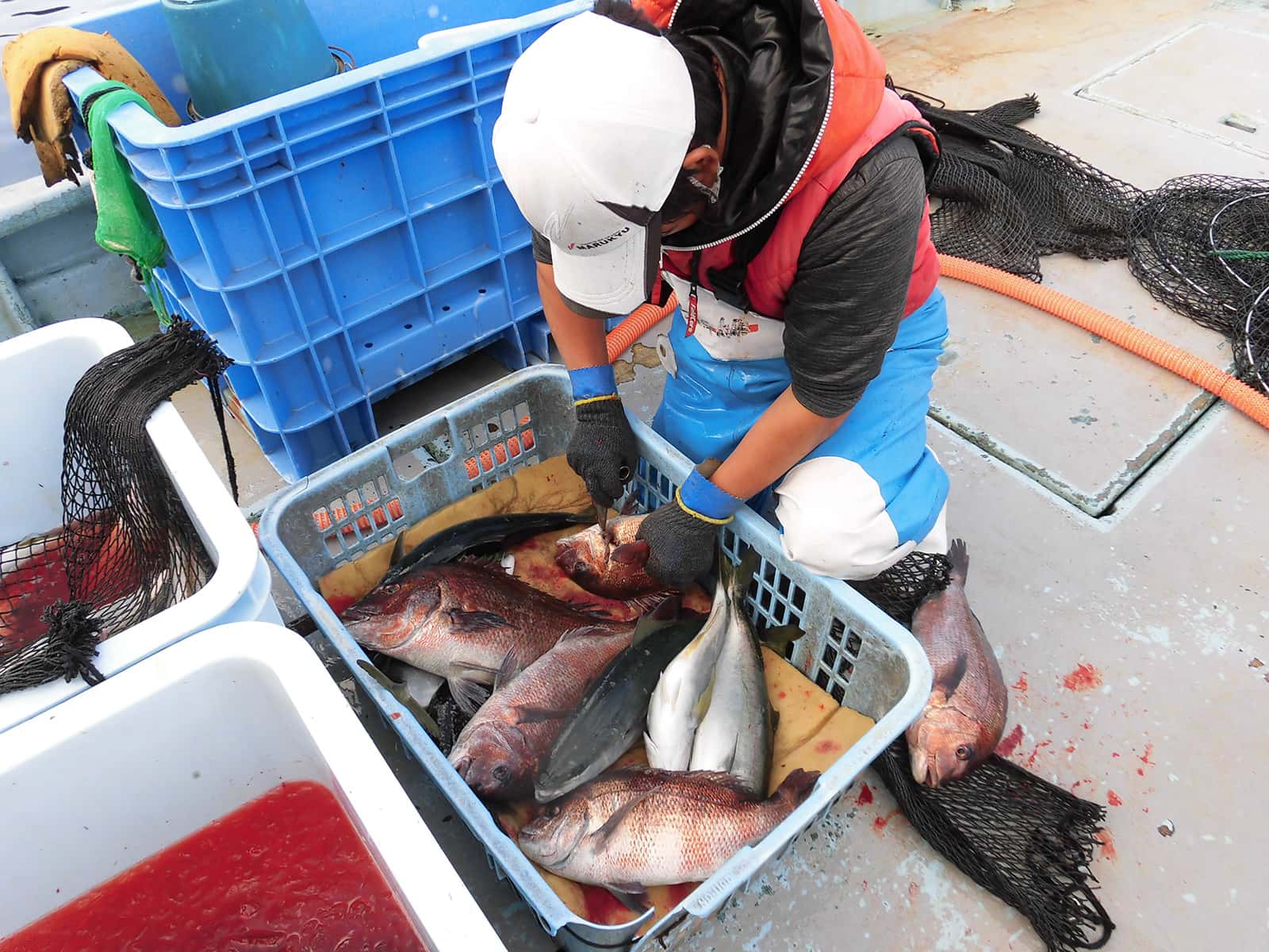 昼頃、スタッフがスカリを回収、船上で手際良く頸椎を断ち…