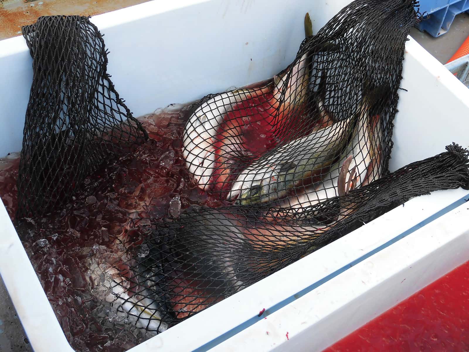 スカリ毎に魚袋を分け、氷海水で血抜きする