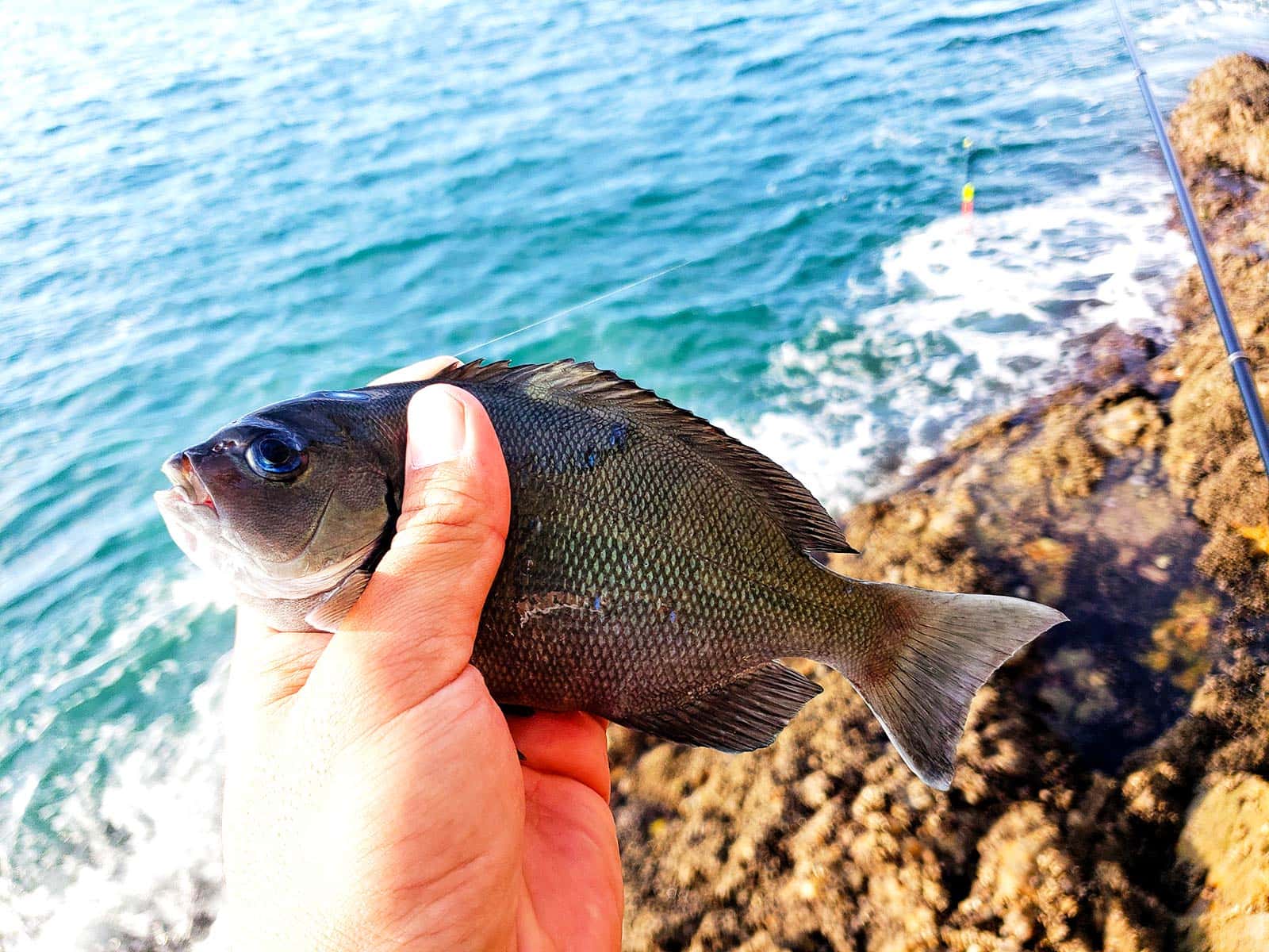 25cm級のオナガに苦戦中