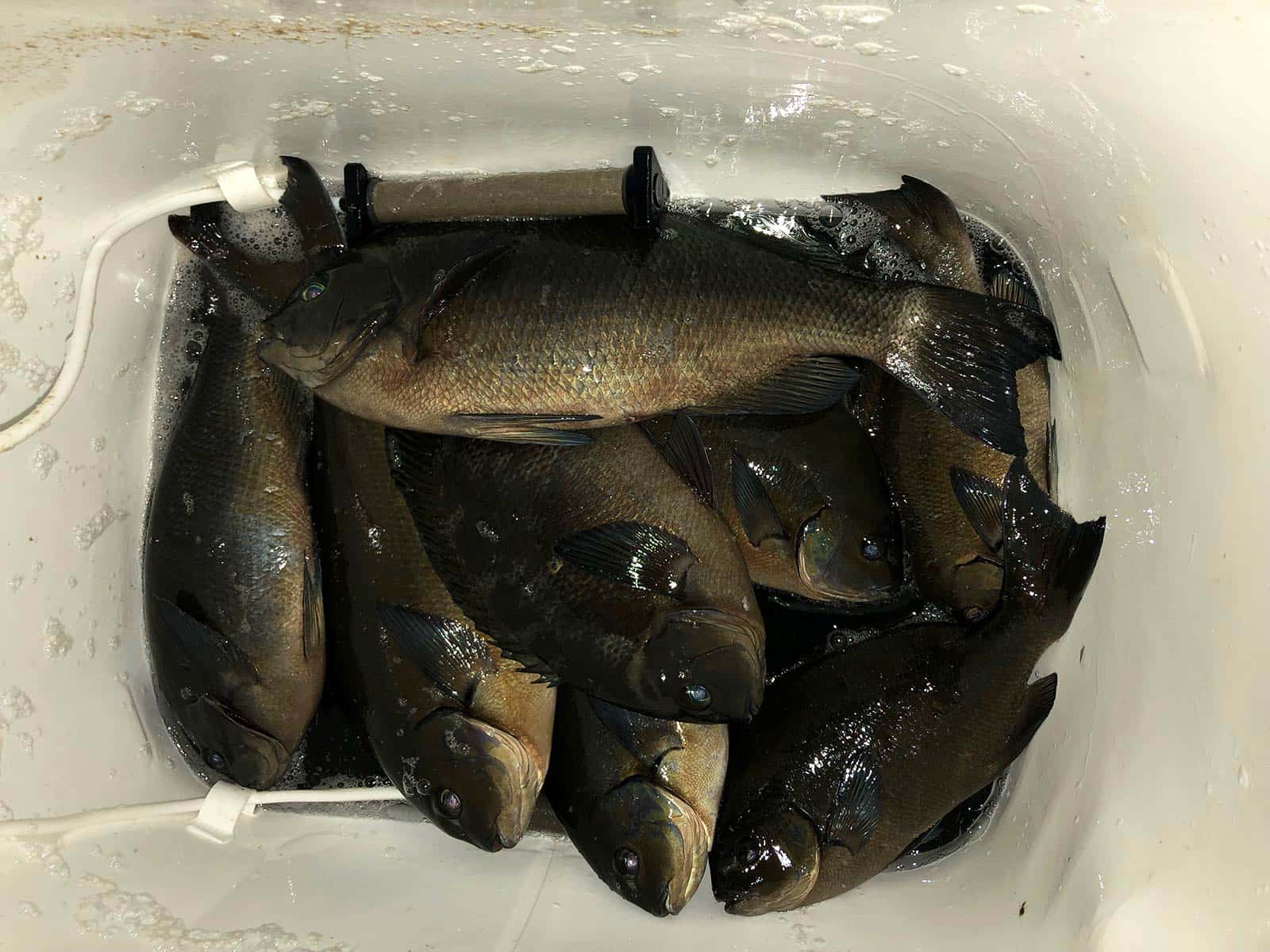 今回の釣果（40cmオーバー1匹に35cm前後が7匹）