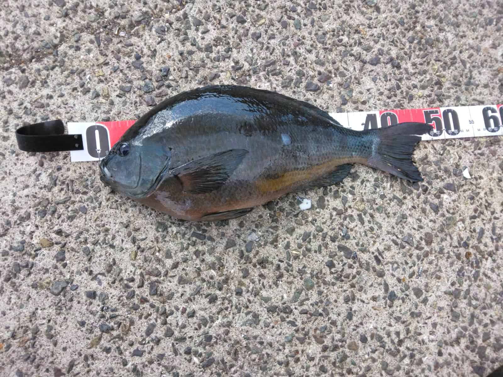自分たちが行った次の日は50cmのグレが上がったとの事