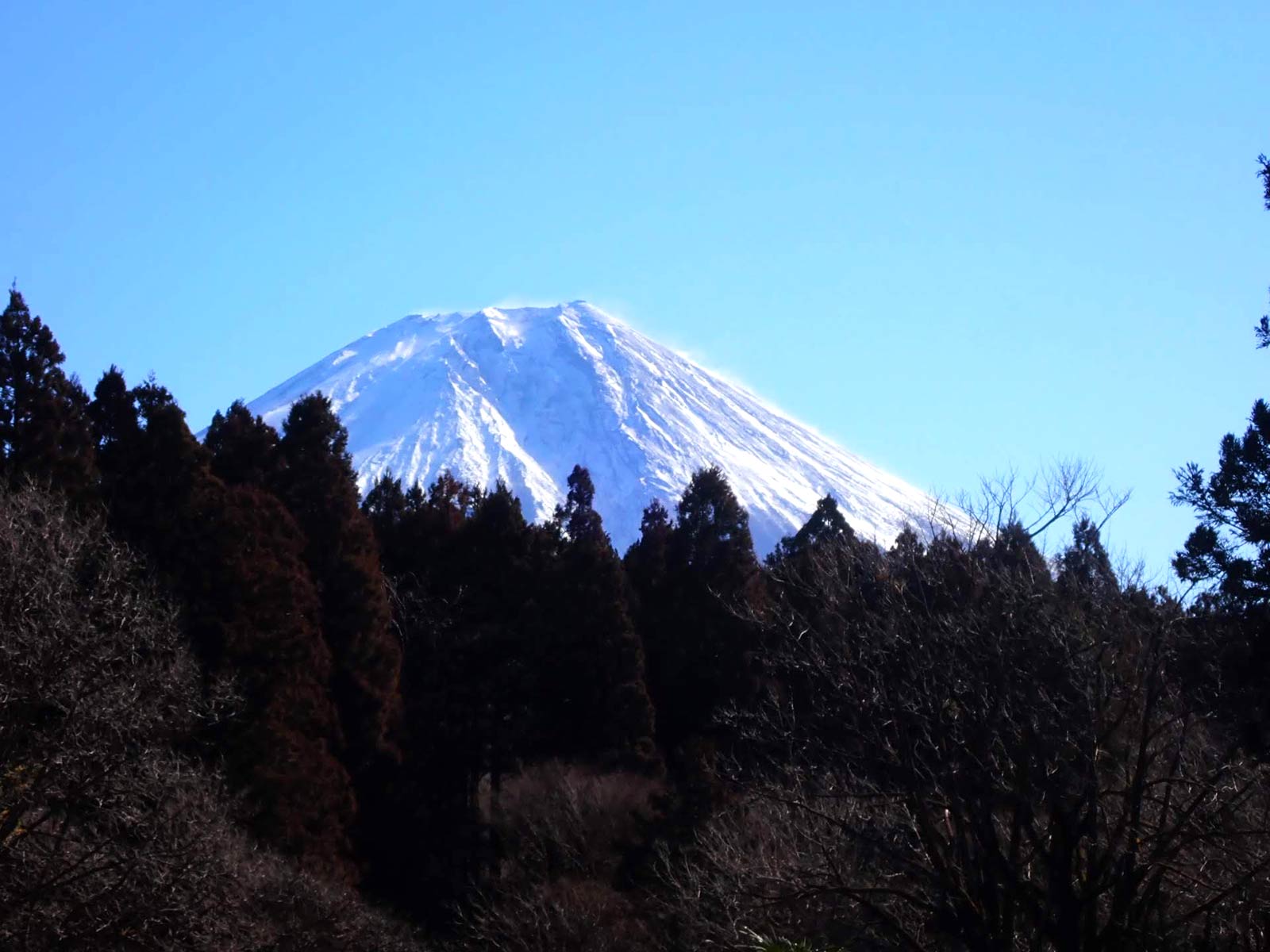 周囲の木々に隠れているが至近距離から富士山を望める