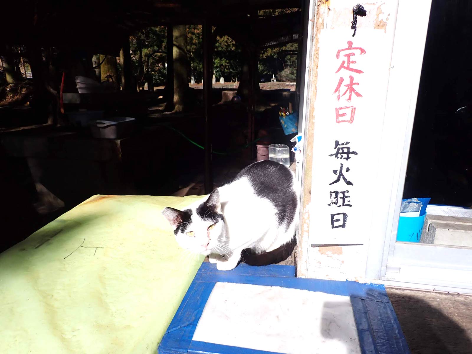 下処理した魚のアラを貰いに猫がやってくる