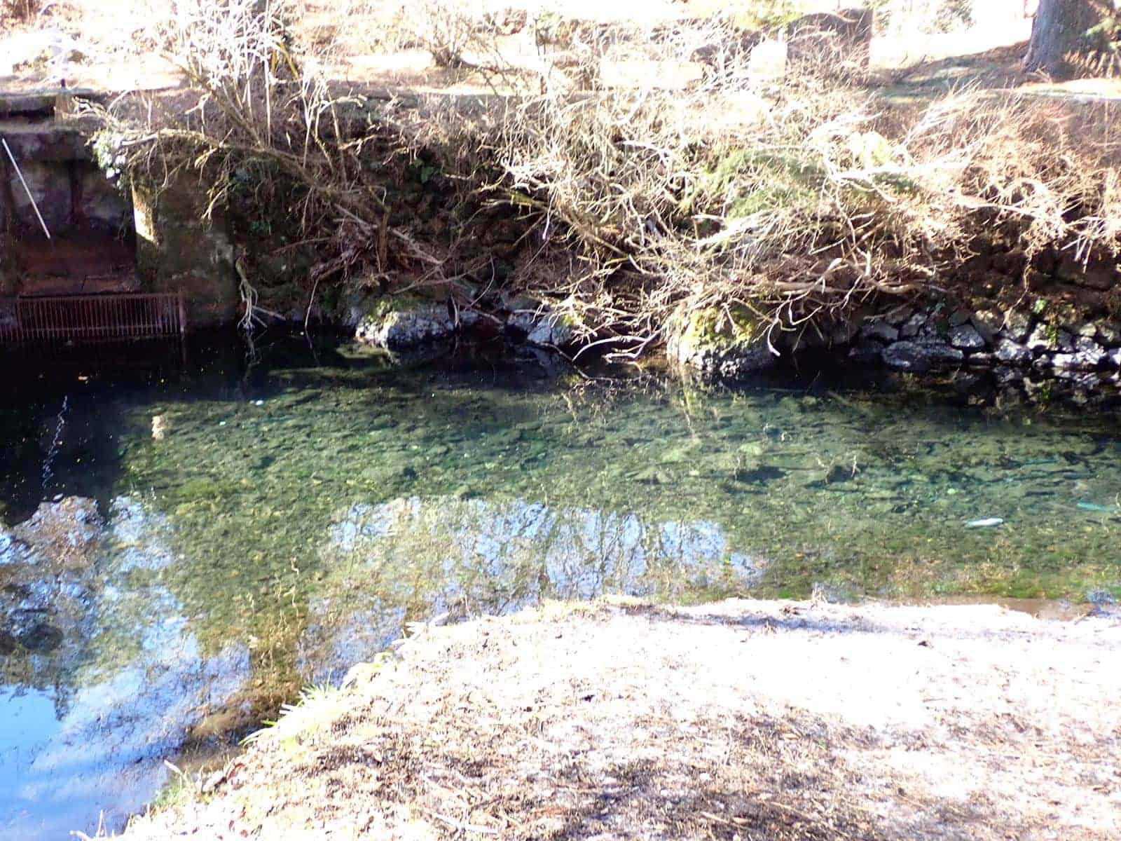 対岸に形成されたシェード下に魚が集まる