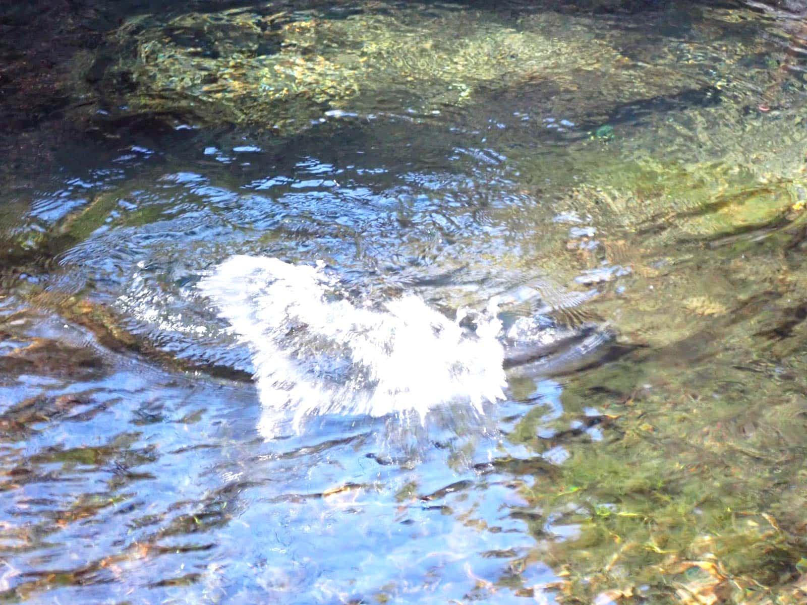 ヒット中。水面を割って魚がジャンプ