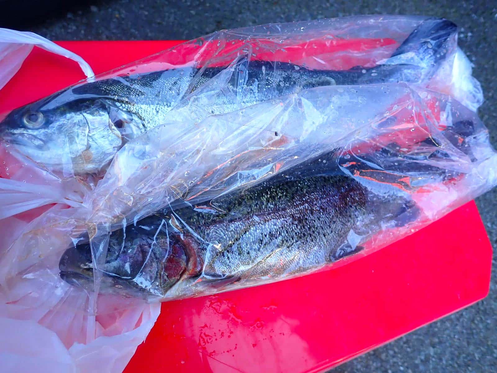下処理サービス。釣ったニジマスは無料で内臓の処理をしてくれる