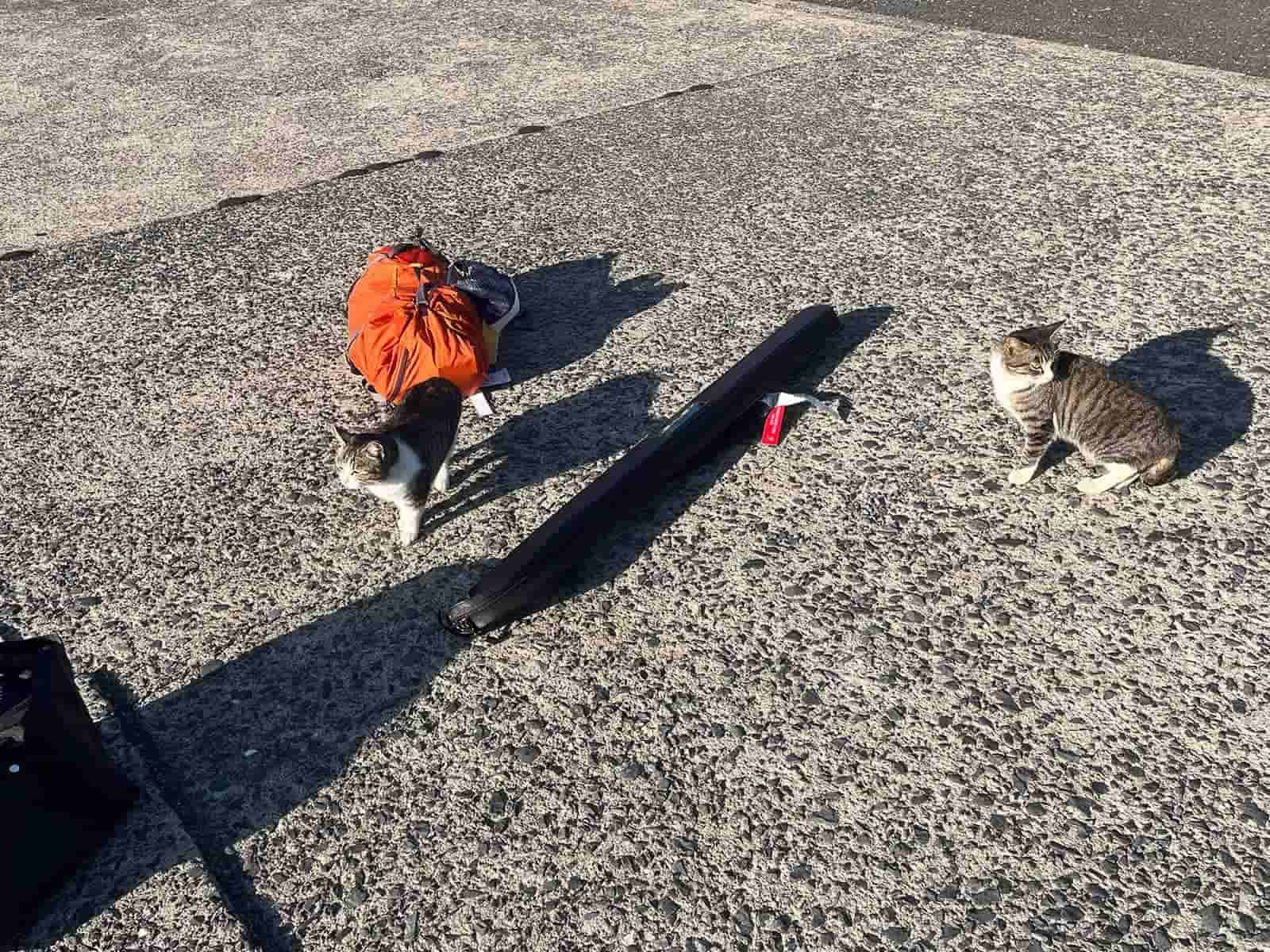 加唐島は人口100人余りの小さな島に沢山の猫が暮らしていることから「ねこ島」とも呼ばれている。