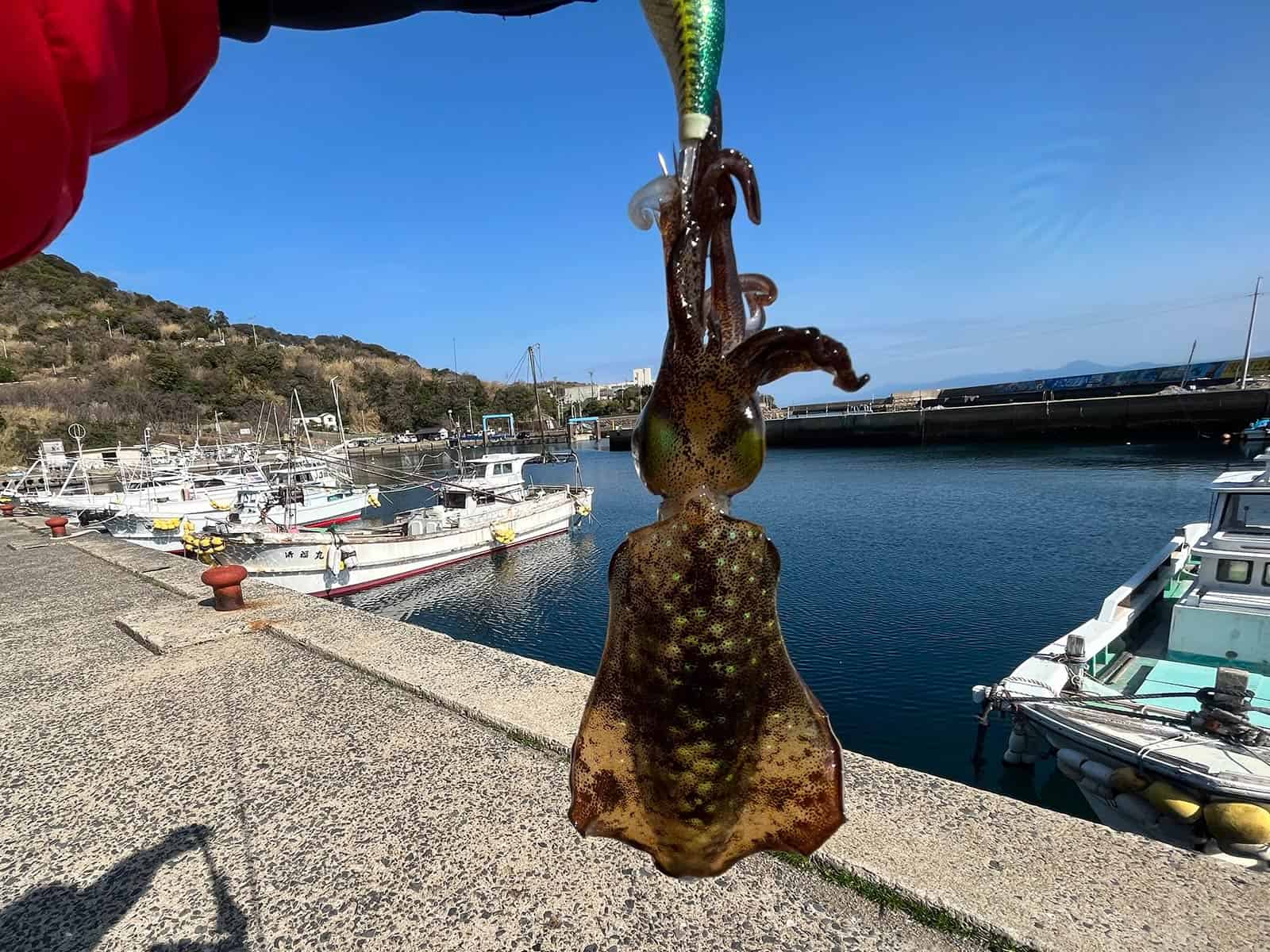 念願のサイトで釣れたアオリイカ！感無量！
