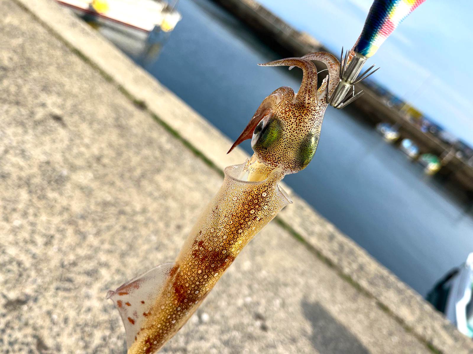 ササイカが止まらない！釣るたびに5、6杯の群れが付いて来る