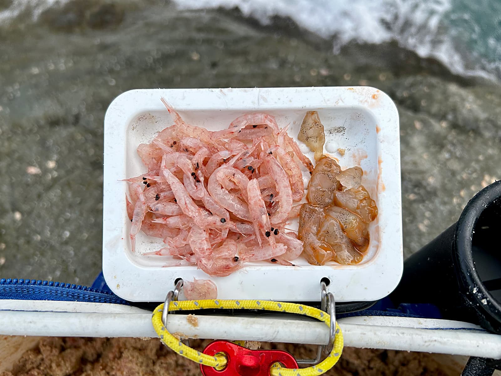 付け餌はオキアミのアミノ酸漬けと芝エビのむき身を準備した