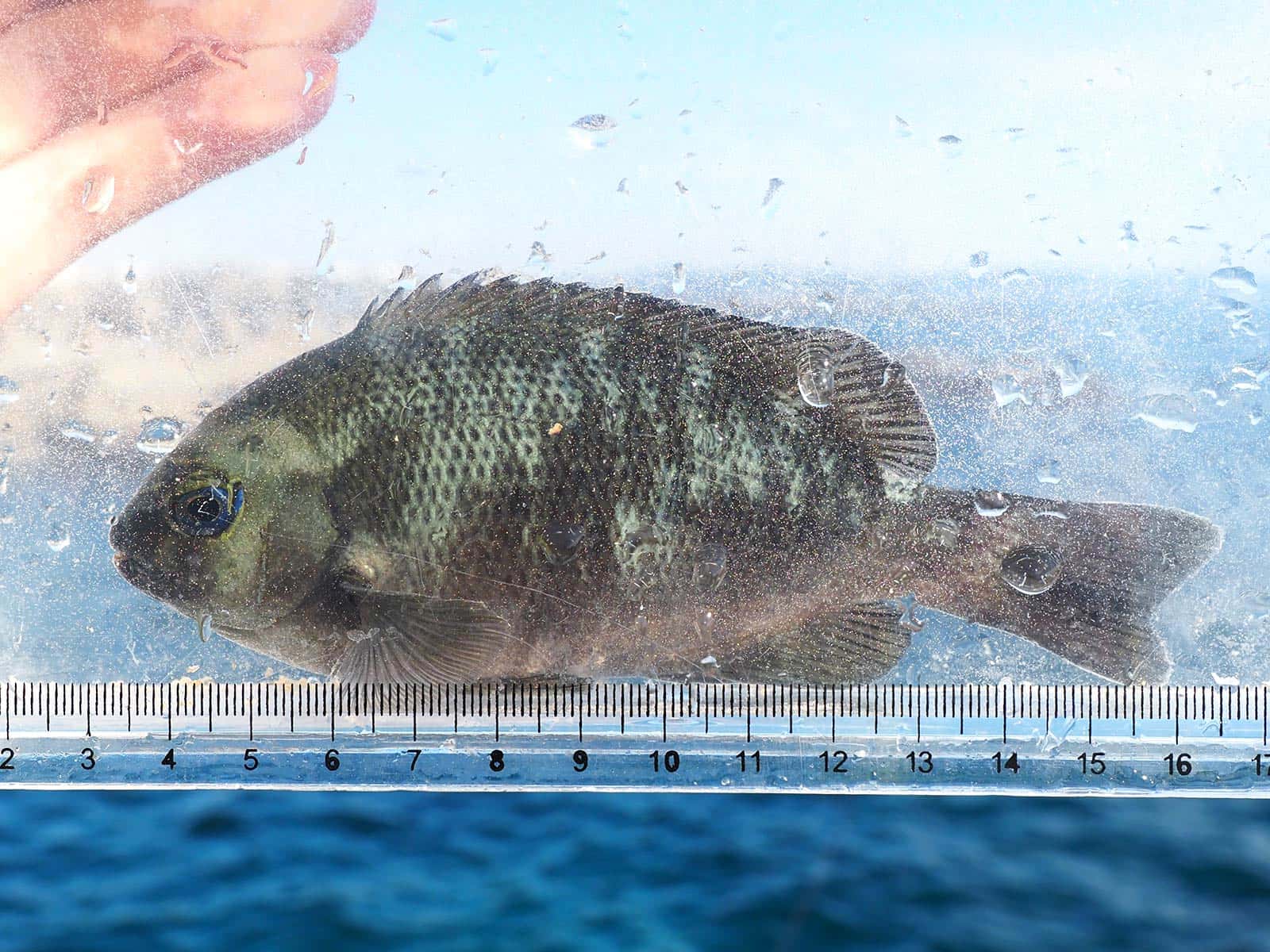 20cm位までのメジナもよく釣れる