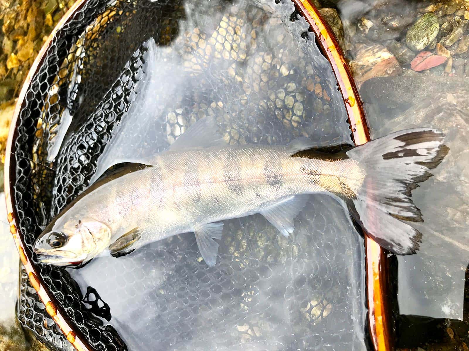 超希少 つり人 渓流フィールド 奥鬼怒 ヤマメ イワナ 釣り場 テンカラ