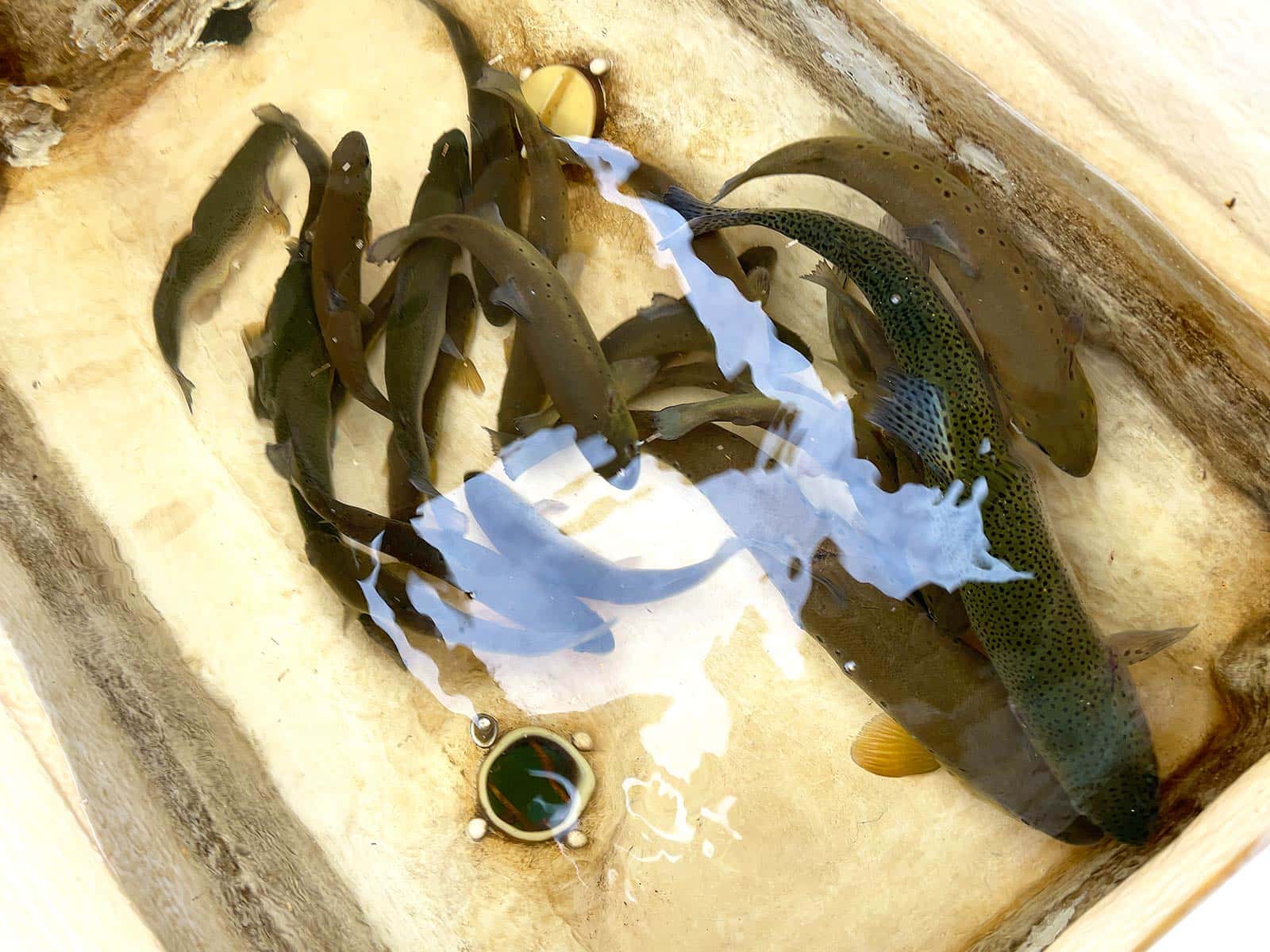 わずか30分の釣果、大会規則で持ち帰りは5匹まで