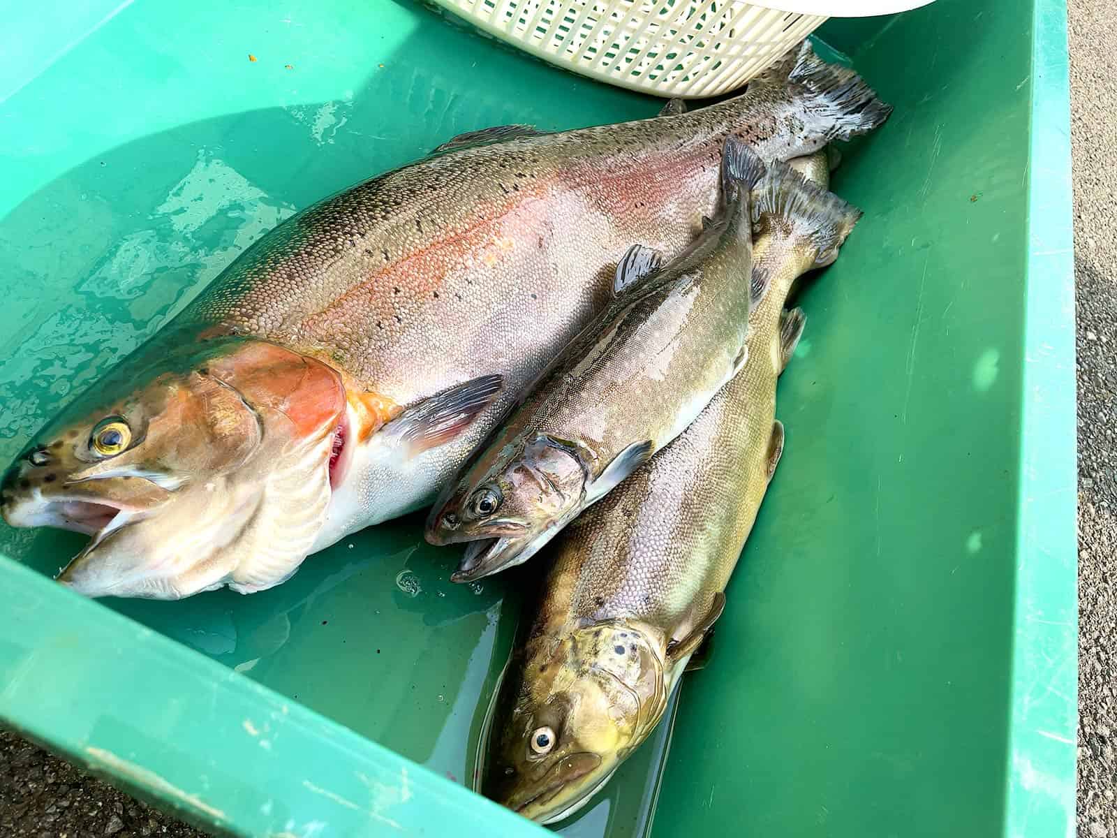 上位入賞の魚たち、大物はまだまだ期待大！