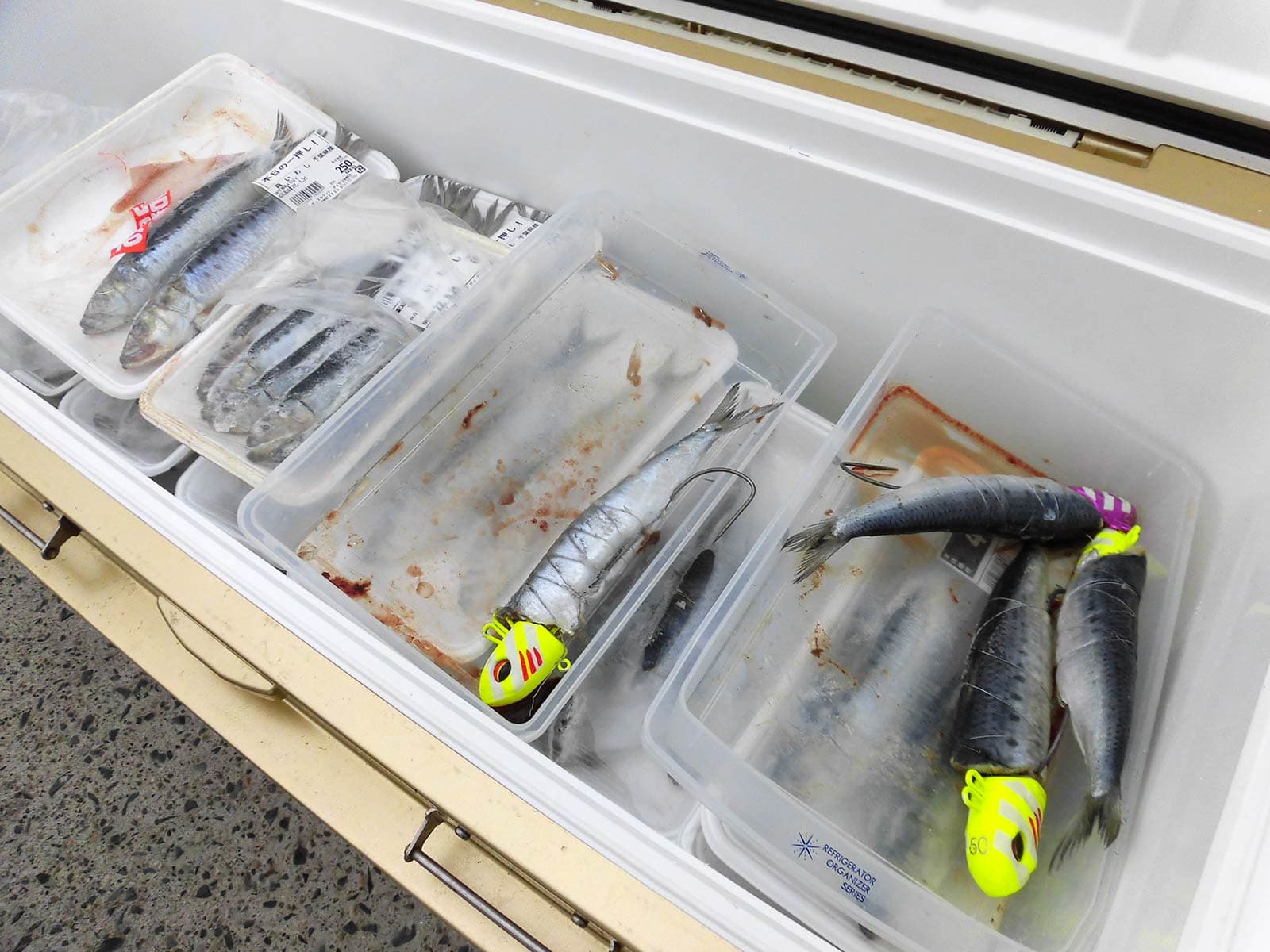 大型クーラーに満タンの餌用イワシを持参