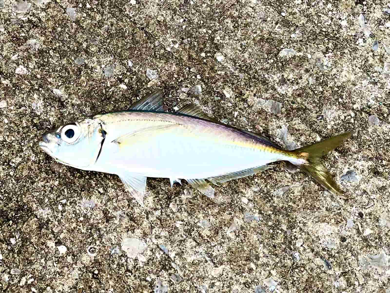 この1匹を皮切りに怒涛のアジラッシュ！
