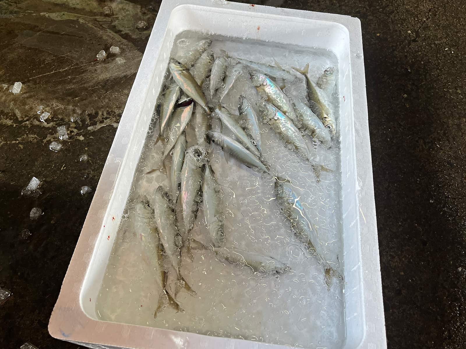 釣ったアジはしっかり氷漬けに