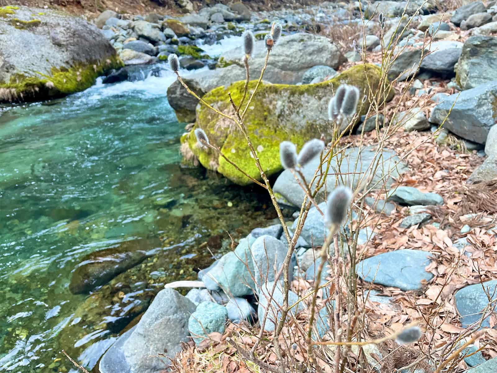 気温は低いが河原では春の訪れを感じることが出来る