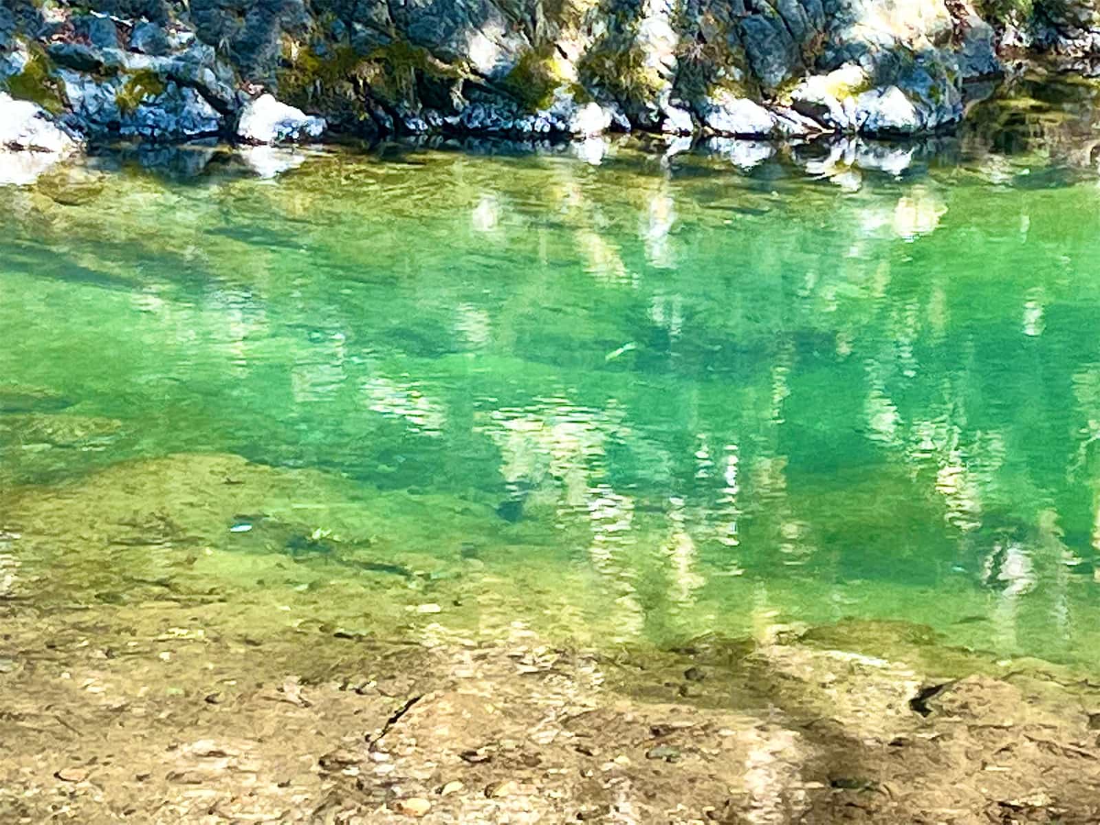 やっと見つけた魚影！“放流魚”は渇水の為バラけず深みに溜まってしまっているようだ