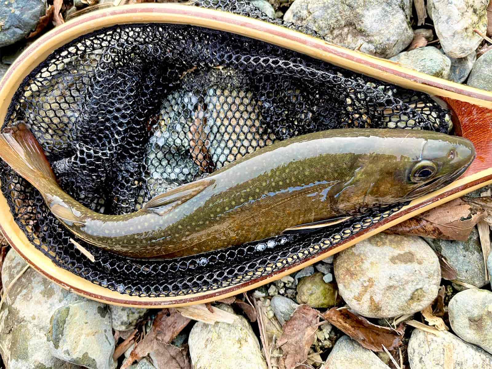 背中の白い斑点もくっきり！29cmの立派なイワナ