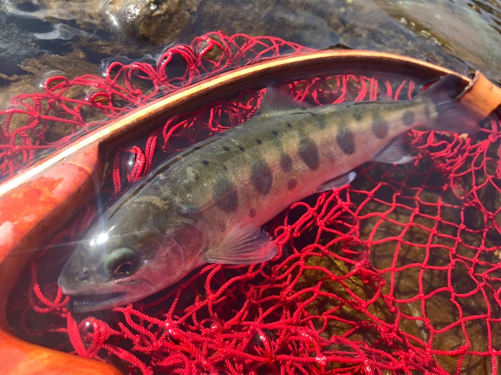 今回釣れた魚は皆15時前後の時間帯に来た