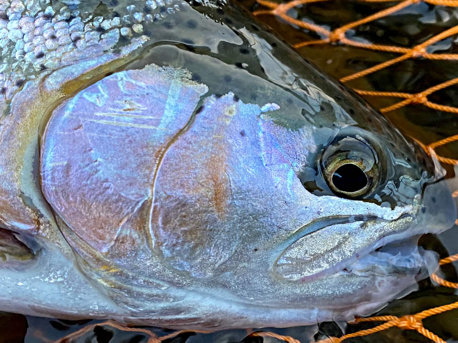 解禁釣行ロケでは過去最高の釣果を記録。パワーアップして帰って来たヨッさんに乞うご期待！
