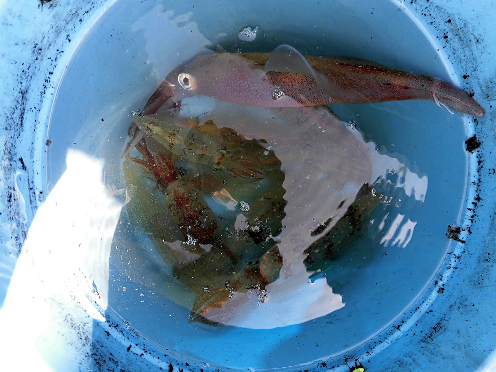 海水桶で釣れたイカを活かしておける