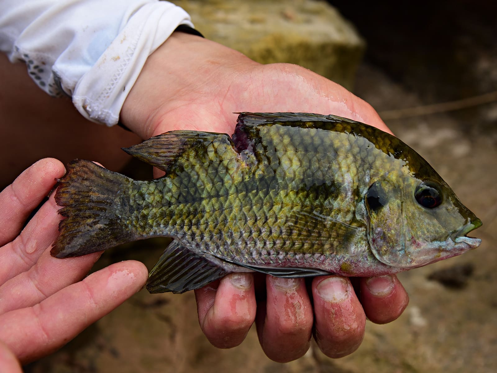 テラピアのような魚。ムベンガに襲われたような深い傷跡がある