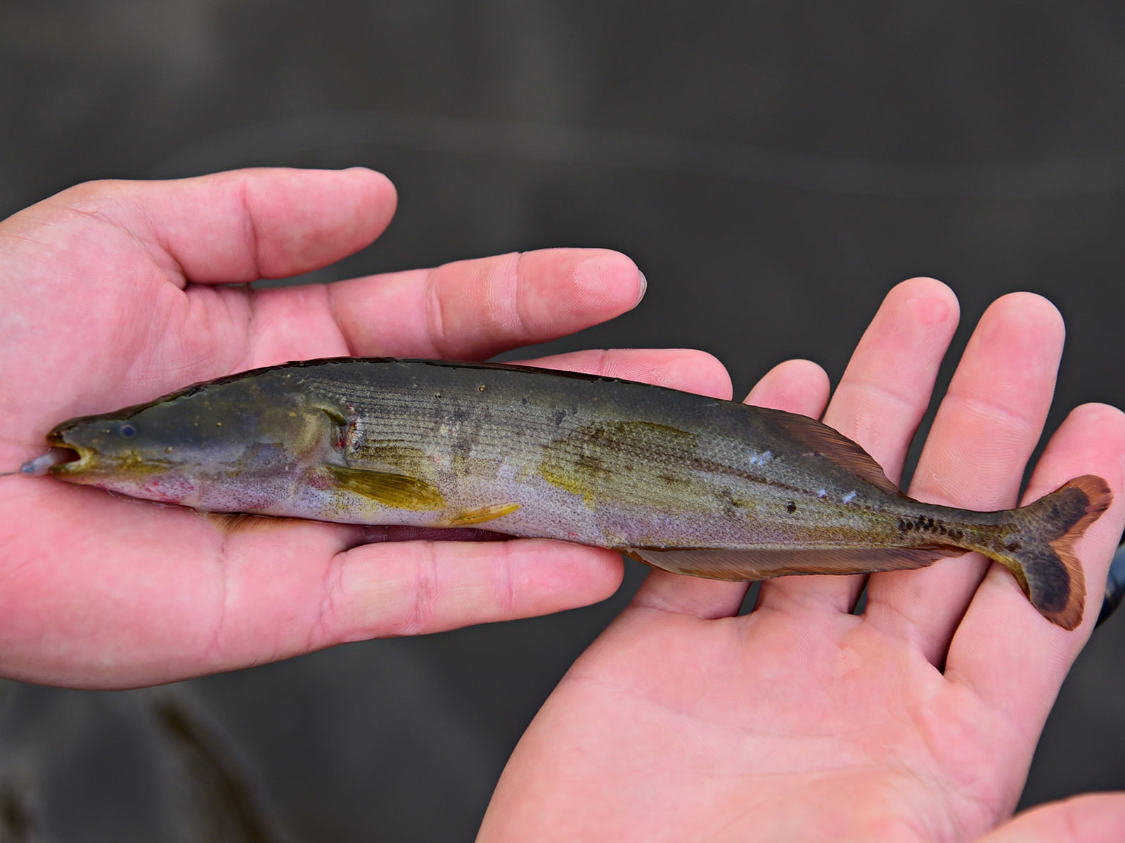 コンゴ河でよく見るタイプの肌感をしたお魚。モルミルスの一種？