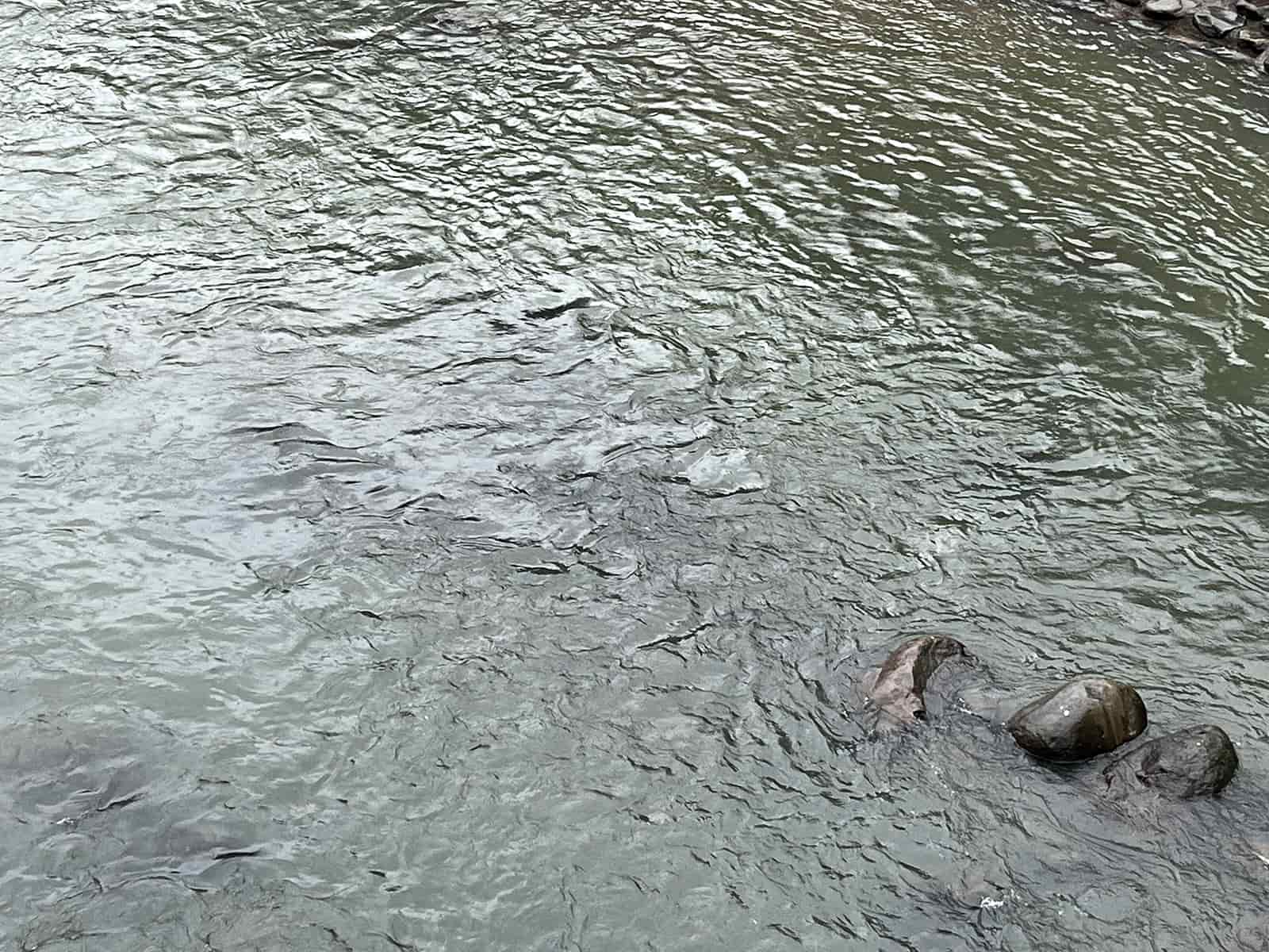 増水もあり、いつも見えている石も沈んでいた