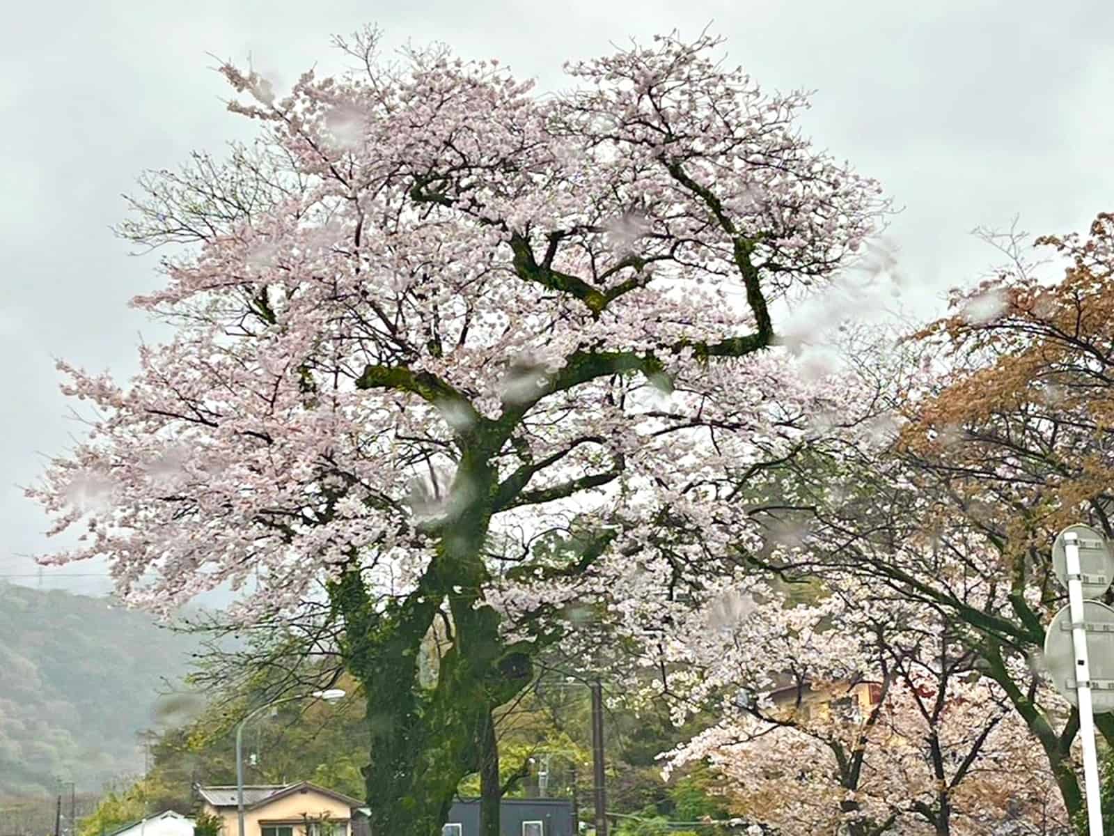雨に濡れた満開の桜！桜雨のお花見も乙だな～