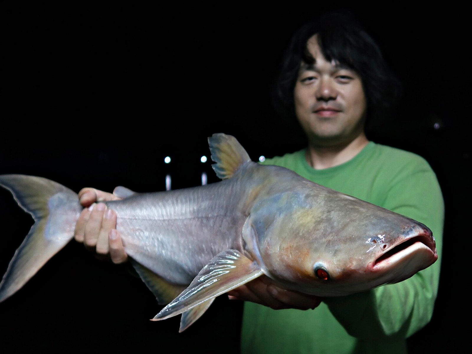 タイの釣り堀でこの哀れな語り部（←筆者のこと）がフラフラの状態で釣ったメコン。赤く光る目が顔の下についていて、ハクレンのような雰囲気だ
