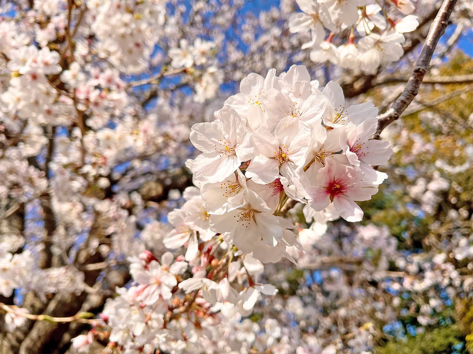 海岸線には満開のサクラが咲き誇っていた